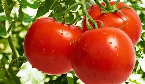 Alimenti, sostenibilità e biotecnologie: SITEIA.PARMA e Wageningen University studiano i consumatori